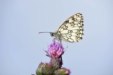 Close-up of a Marbled White (Melanargia galathea) on a Creeping Thistle (Cirsium arvense) in early