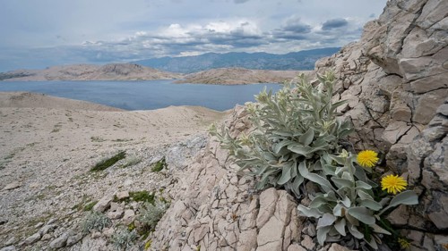 Paska Vrata, lunar landscape, island of Pag, Zadar, Dalmatia, Croatia, Europe
