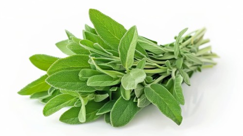 A small bunch of fresh green sage leaves on a white background, AI generated