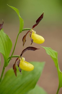 Close-up of lady's-slipper orchid (Cypripedium calceolus) blossoms in a forest in spring, Upper