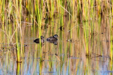 Least grebe (Tachybaptus dominicus) Pantanal Brazil