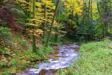 Grobbach in the northern Black Forest near Geroldsau, autumn, Baden-Baden, northern Black Forest,