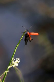 Black-headed Cardinal beetle (Pyrochroa coccinea), May, Saxony, Germany, Europe