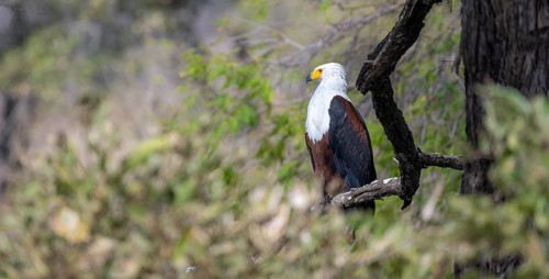 African fish eagle (Haliaeetus vocifer) perched on a branch, Kruger National Park, South Africa,
