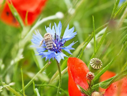 Cornflower (Centaurea cyanus), near Heimschuh, Styria, Austria, Europe