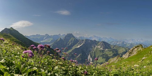 Mountain panorama with Alpendostyles (Adenostyles) from Laufbacher-Eckweg to Hoefats, 2259m,