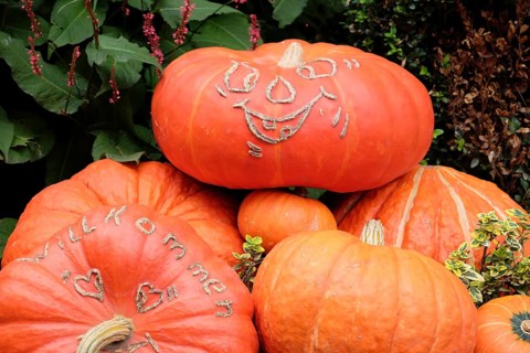 Carved pumpkins with a welcome greeting, autumnal decoration in front of plants, many colourful