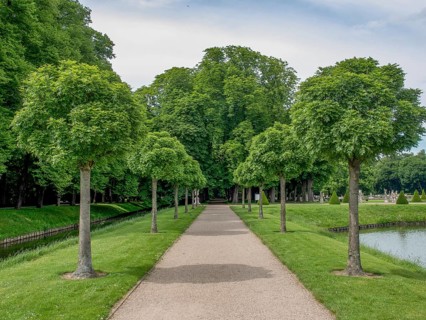 Tree avenue with a path in a green park, blue sky in summer, historic castle with a green park with