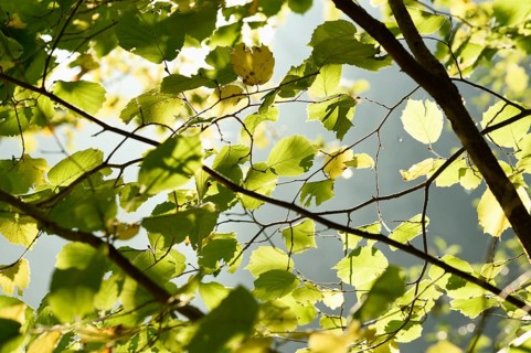 Common hazel (Corylus avellana) leaves in a forest in autumn