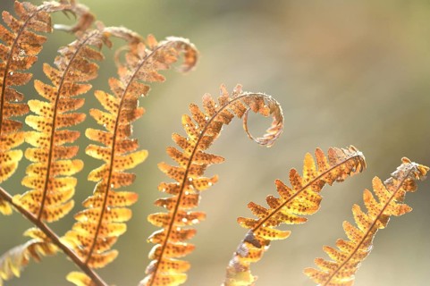 Close-up of a male fern (Dryopteris filix-mas) leaf in a forest in autmn