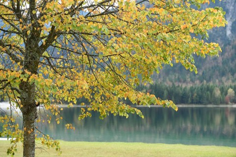 Landscape of a silver lime or silver linden (Tilia tomentosa) next to a clear lake (Plansee) in
