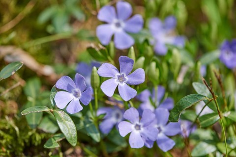 Close-up of lesser periwinkle (Vinca minor) flowers in spring