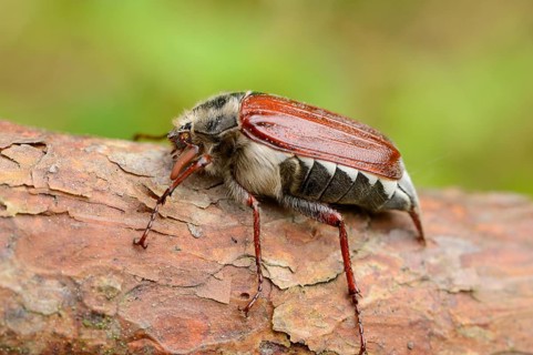 Close-up of a common cockchafer (Melolontha melolontha) in a forest in spring