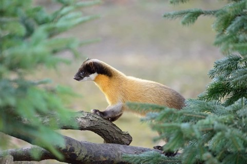 Yellow-throated marten or kharza (Martes flavigula) climbing on a tree