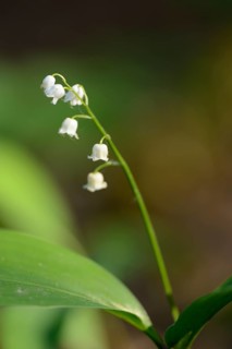 Close-up of the Lily of the Valley (Convallaria majalis)