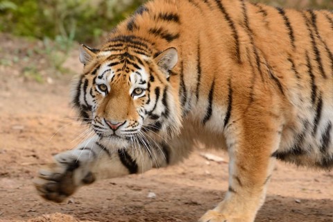 Close-up of a hunting Siberian tiger (Panthera tigris altaica)