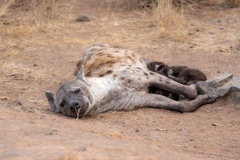 Spotted hyenas (Crocuta crocuta), adult female, lying down, suckling her young, Kruger National
