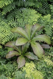 Reed canary fern (Rodgersia aesculifolia) between royal fern (Osmunda regalis) and venus hair fern