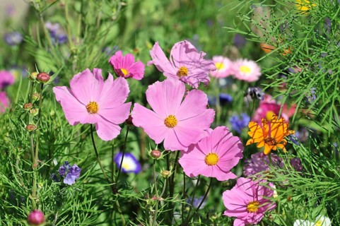 Mexican aster (Cosmea bipinnata), Schwaebisch Gmuend, Baden-Wuerttemberg, Germany, Europe, Lively