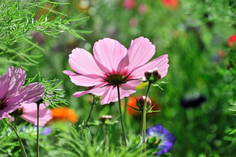 Mexican aster (Cosmea bipinnata), Schwaebisch Gmuend, Baden-Wuerttemberg, Germany, Europe, A pink
