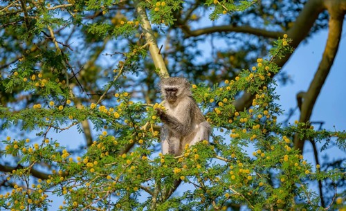 Southern vervet monkey (Chlorocebus pygerythrus) sitting in a flowering tree, eating yellow flowers