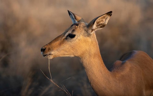 Impala (Aepyceros melampus) in the evening light, female, animal portrait, Black Heeler Antelopes,