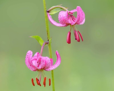 Martagon lily (Lilium martagon) in a forest in spring, lily family, 2 flowers, macro, nature