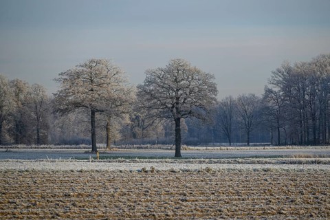 Winter landscape with frozen trees on a field under a clear sky, Frosty winter time in the early