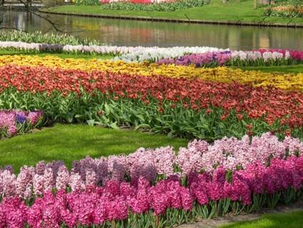 A flower bed with a variety of hyacinths and tulips in different colours along a river in spring,