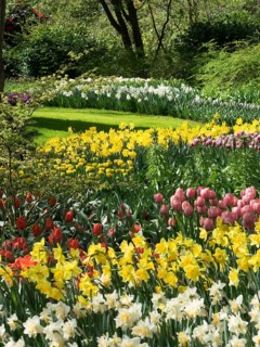A mixed flower bed with red, yellow and white Poet's Daffodils and pink tulips. Lively spring scene