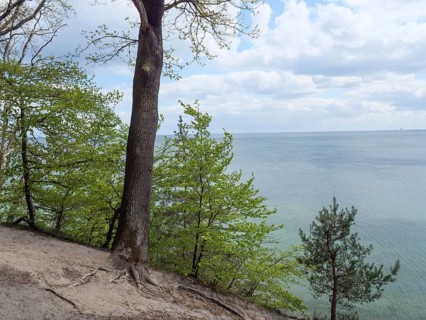 A tree stands at the edge of a rocky path with a view of the calm sea and sky, spring on the Polish