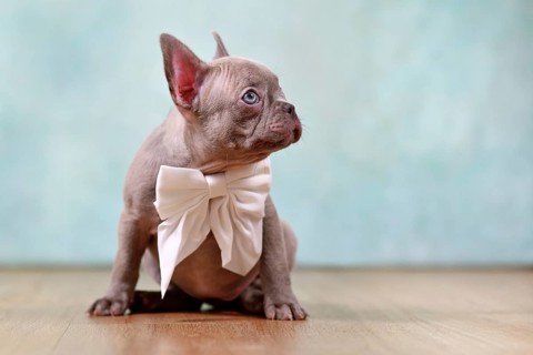 Cute lilac French Bulldog puppy with ribbon in front of studio background