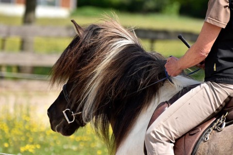 Close-up of a ridden Icelandic horse with equipment and typical long hair