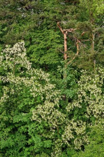 Mixed forest, common robinia flowering, Allgaeu, Bavaria, Germany, Europe