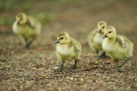 Close-up of a Canada goose (Branta canadensis) chicks in spring