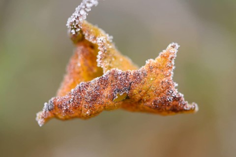 Close-up of a common hazel (Corylus avellana) leaf in winter