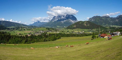 Cows grazing in a meadow, Ennstal, Grimming in the background, panoramic view, near Aigen im