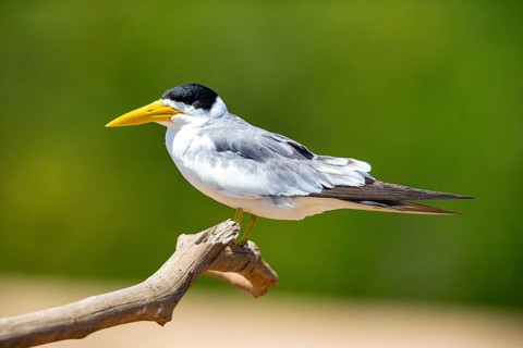 Large-billed Tern (Phaetusa simplex) Pantanal Brazil