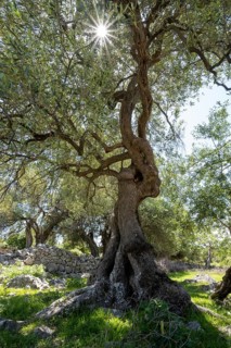 Old olive trees near Lun, island of Pag, Zadar, Dalmatia, Croatia, Europe