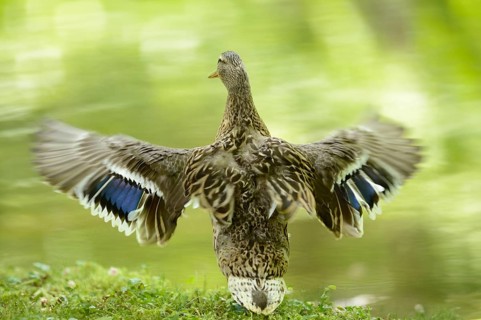 Close-up of a mallard or wild duck (Anas platyrhynchos) at the water stain of a little lake in