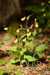 A bush of Lady's-slipper orchids (Cypripedium calceolus) in a forest