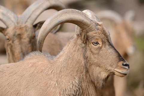 Close-up of a Barbary sheep (Ammotragus lervia) buck