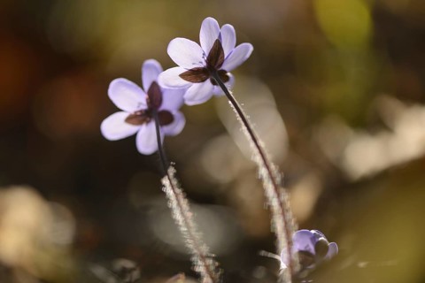 Close-up of a Common Hepatica (Anemone hepatica) blossoms in a forest on a sunny evening in spring