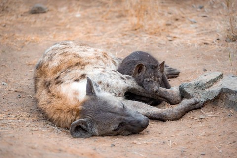 Spotted hyenas (Crocuta crocuta), adult female cuddling with young, lying down, Kruger National