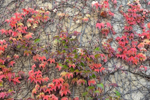 Wild Vine, Maiden Vine (Parthenocissus quinquefolia) with fruits and autumn leaves clinging to a