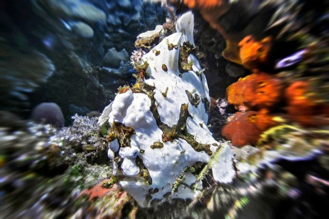 Giant frogfish (Antennarius commersoni), Wakatobi Dive Resort, Sulawesi, Indonesia, Asia