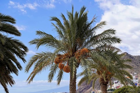 Sandy beach beach Playa de Las Teresitas, near San Andres, Tenerife, Canary Islands, Spain, Europe,