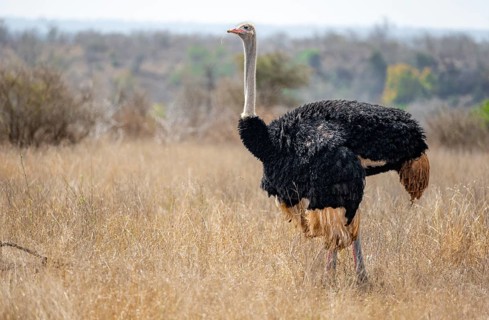 Common ostrich (Struthio camelus), adult male, in dry grass, Kruger National Park, South Africa,