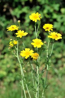 Golden daisy (Euryops spec.), Flower meadow, Baden-Wuerttemberg, Germany, Europe, Vivid yellow