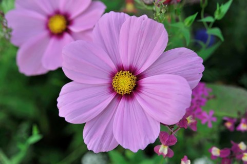 Jewellery basket, cosmea (Cosmea bipinnata), Schwaebisch Gmuend, Baden-Wuerttemberg, Germany,